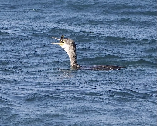 shag